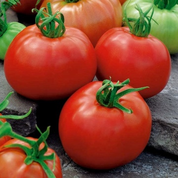 Rosii Bio Ace 55 VF (60 seminte), tomate eco mediu-timpurii, Seklos - Img 2