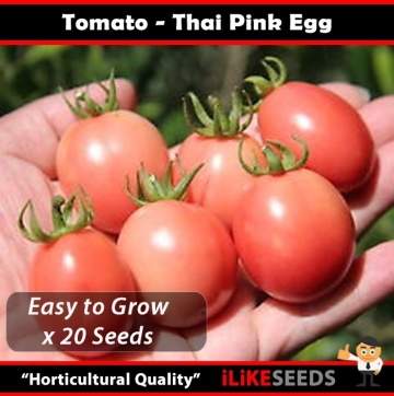 Rosii Pink Thai Egg (60 seminte) tomate roz tip cherry mari in forma de ou, Florian - Img 2