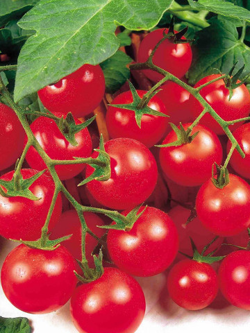 Rosii Red Cherry, (100 seminte) tomate cherry rosii soi timpuriu, crestere nedeterminata, Agrosem - Img 1