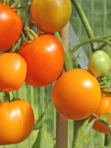 Rosii Zloty Ozarowski (70 seminte) tomate portocalii, soi semitimpuriu, crestere nedeterminata, Agrosem - Img 1