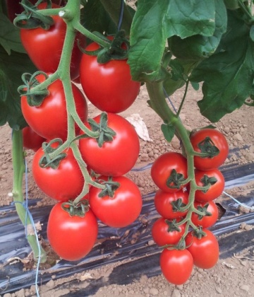 Rossano F1 (500 seminte) rosii prunisoare nedeterminate semitimpurii, ferme, uniforme, foarte gustoase, Esasem