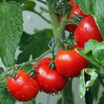 Rotkappchen (30 seminte) tomate determinate semitimpurii, soi nemtesc, Seklos