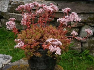 Sedum album Coral Carpet (ghiveci 1 L), planta suculenta vesnic verde, frunze culori schimbatoare, verde, rosu, coral, iarba grasa - Img 3