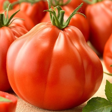 Silvano F1 (1000 seminte) rosii nedeterminate tip para, productivitate remarcabila, Profit Seeds
