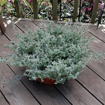 Silver Mist (6 seminte) Helichrysum frunze ornamentale verzi-argintii, Seklos - Img 6