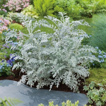 Silverdust (350 seminte) Cineraria frunze decorative alb-cenusii, Seklos - Img 6