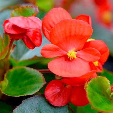 Skalka F1 (50 seminte) Begonia semperflorens hybrid flori rosii, rezistente, Sekluva - Img 2