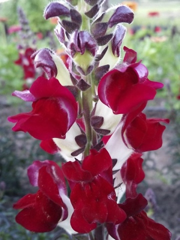 Snapdragon Night & Day (0.6 gr) seminte Gura Leului flori bogate, albe-rosii, Legutko - Img 4