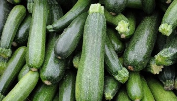 Soraya (15 seminte) dovlecel tip zucchini, mediu-timpuriu, verde inchis, PlantiCo - Img 2