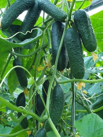 Spino F1 (100 seminte) castraveti tip cornichon extratimpuriu culoare verde inchis, Syngenta - Img 2
