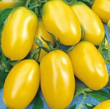 Taiko (40 seminte) tomate galbene ovale, gustoase, soi nedeterminat productiv, Seklos - Img 1
