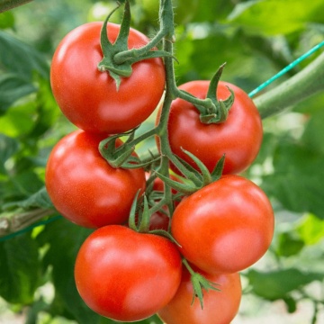 Tamaris F1 (20 seminte) tomate cu crestere nedeterminata semitimpurii, Sekluva Clause - Img 1