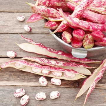 Taylor's Horticultural (100 gr) seminte fasole pitica tarcata pentru boabe uscate, Patru Agro - Img 4