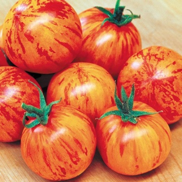 Tigerella (60 seminte) tomate striate cu dungi portocalii, gust placut, Mascarell - Img 2