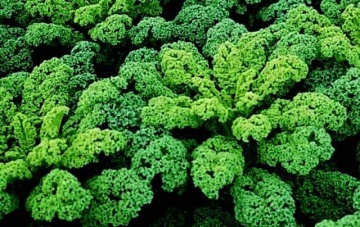 Tintoreto (1 gr) seminte varza kale frunze verzi, ondulate, nu produce capatana, Seklos - Img 2