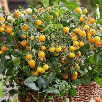 Tiny Temptation F1 (12 seminte) tomate cherry galbene aromate pentru ghiveci, Raci - Img 2