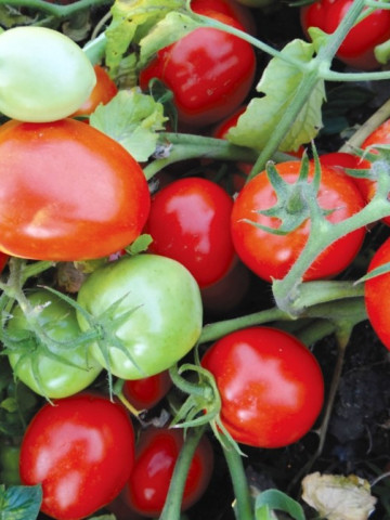Tomate Mariuca - 5 gr - Seminte de rosii romanesti cu crestere determinat de la SCDL Buzau - Img 2