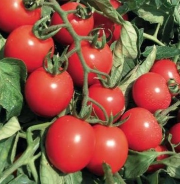 Tombolino F1 (50 seminte) rosii cherry extratimpurii nedeterminate, ciorchini foarte bogati, La Semiorto Sementi