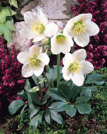 Trandafirul Craciunului (6 seminte) White Christmas Rose - Helleborus niger, flori albe delicate, infloreste iarna, Saflax - Img 3