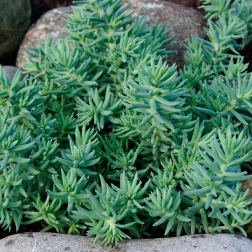 Tripmadam (2000 seminte) planta suculenta Iarba de Soaldina, flori galbene stelate, Seklos - Img 4