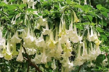 Trompeta Ingerilor alba (10 seminte) Angel's Trumpet White - Brugmansia suaveolens, flori mari albe parfumate, inflorire abundenta, Saflax - Img 5