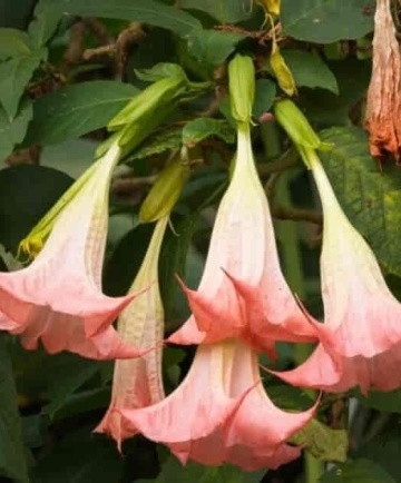 Trompeta Ingerilor roz (10 seminte) Angel's Trumpet Pink - Brugmansia suaveolens, flori mari roz parfumate, inflorire abundenta, Saflax - Img 3
