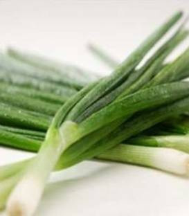 Tycoon F1 (10.000 seminte) de ceapa verde pentru legatura, sistem radicular foarte puternic, frunze lungi de culoare verde inchis, Takii Seeds - Img 1