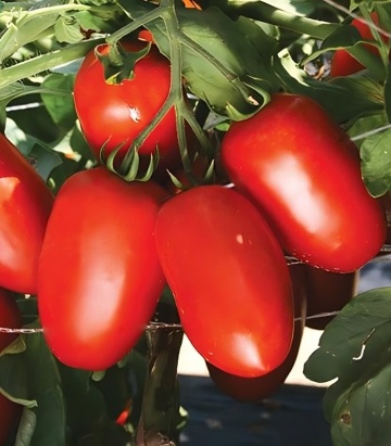 Tyrant F1 (1000 seminte) rosii prunisoare timpurii determinate, gust foarte bun, Nongwoo Bio