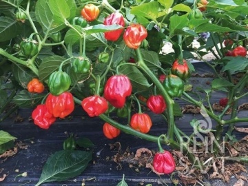 UlaUla BIO (15 seminte) ardei iute Habanero rosu, usor picant, fructat, aroma unica, ReinSaat - Img 2