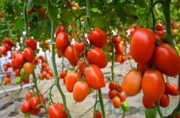Vincitori F1 (500 seminte) tomate nedeterminate prunisoare, Syngenta - Img 2