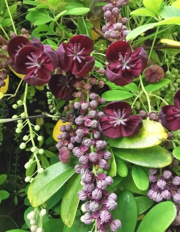 Vita de Ciocolata (10 seminte) Chocolate Wine - Akebia quinata, planta cataratoare, flori cu parfum de cacao, fructe comestibile, dulci, Saflax