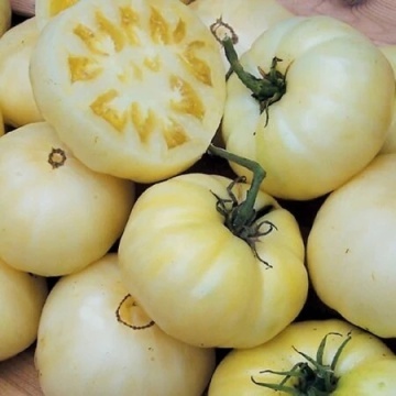 White Sensation BIO (35 seminte) tomate nedeterminate alb-crem, gustoase, rezistente la crapare, recolta indelungata, ReinSaat - Img 3