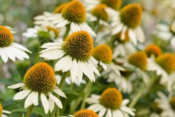 White Swan (0.2 gr) seminte Echinacea purpurea, flori albe cu centrul maroniu, proprietati medicinale, Toraf - Img 2