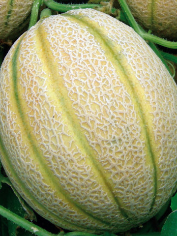 Wrangler F1 (250 seminte) pepene galben oval, pulpa portocalie, Profit Seeds - Img 1