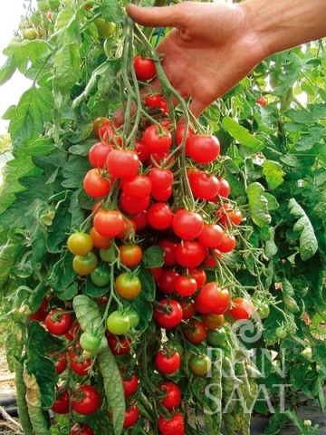 Zuckertraube BIO (30 seminte) tomate cherry tip Cocktail, dulci-aromater, ReinSaat