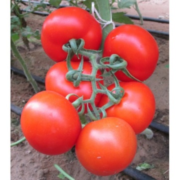 Ace 55 BIO (150 seminte) tomate mari ECO certificate biologic, Agrosel - Img 2