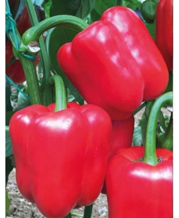Aktor F1 (1000 seminte) de ardei cu fruct dulce si de culoare rosu aprins cu productivitate foarte mare si rezistenta la temperaturile ridicate, Yuksel