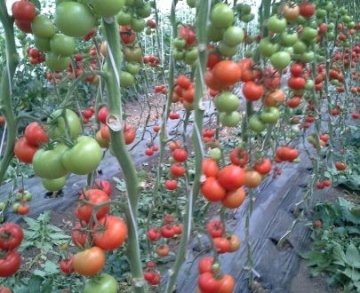 Alfred F1 (100 seminte) de rosii nedeterminate, De Ruier Seeds