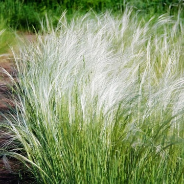 Angel Hair (150 seminte) iarba decorativa perena Mexican Feather Grass, Seklos - Img 4