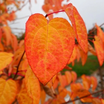 Arbore Japonez de Turta Dulce (200 seminte) Katsuratree - Cercidiphyllum japonicum, frunze culori schimbatoare, aroma de caramel si scortisoara, Saflax - Img 6