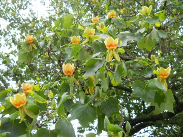Arbore Lalea (20 seminte) Tulip Tree - Liriodendron tulipifera, flori lalea galben-verzui cu pete orange, frunzis foarte decorativ, Saflax - Img 4