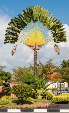 Arborele Calatorului (8 seminte) Traveler's Tree - Ravenala madagascariensis, frunze evantai asemanatoare palmierului, Saflax - Img 3