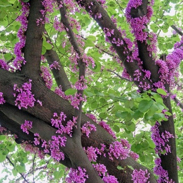 Arborele de Iudeea (60 seminte) Lover's Tree - Cercis siliquastrum, arbore decorativ cu frunze in forma de inima si flori roz, Saflax - Img 4
