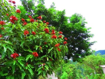 Arborele de Ruj (20 seminte) Lipstick Tree - Bixa orellena, flori si fructe decorative, Saflax - Img 5