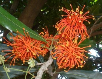 Arborele Roata de Foc (20 seminte) Firewheel Tree - Stenocarpus sinuatis, flori mari rosii-portocalii, asemanatoare flacarilor, Saflax - Img 2