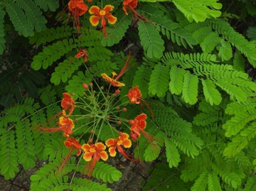 Arbustul Paun (10 seminte) Mexican Bird of Paradise - Caesalpinia pulcherrima, flori superbe rosii-portocalii, Saflax - Img 4