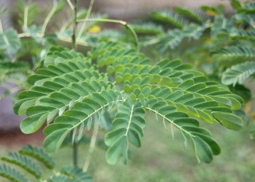 Arbustul Paun galben (10 seminte) Peacock Shrub - Caesalpinia gilliesii X spinosa, flori superbe galbene, Saflax - Img 4