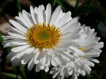 Aster alpinus White (in ghiveci de 1 L), rasad de Ochiul Boului cu flori albe cu centrul galben - Img 1