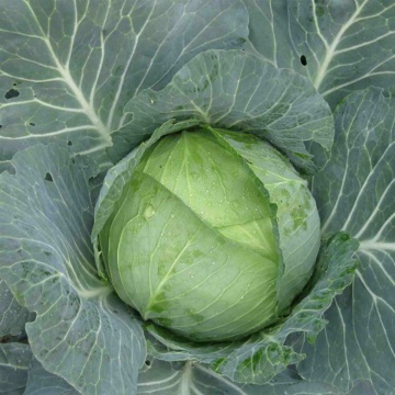 Autumn King F1 (TCA 542) (2500 seminte) de varza cu fructe plate si frunze subtiri fiind cel mai utilizat hibrid de catre fermieri, Takii Seeds - Img 4