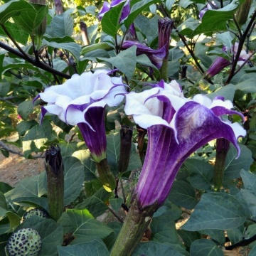 Ballerina (0,2 gr) seminte Datura - Trambita Ingerilor violet, flori mari, trompeta, Toraf - Img 2
